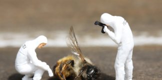 França se torna o primeiro país a proibir todos os cinco pesticidas ligados à morte de abelhas