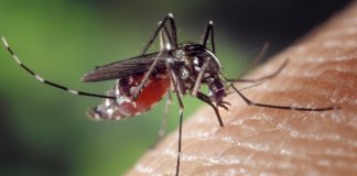 Novo estudo sugere que mosquitos carregados de bactérias podem deter a disseminação da dengue