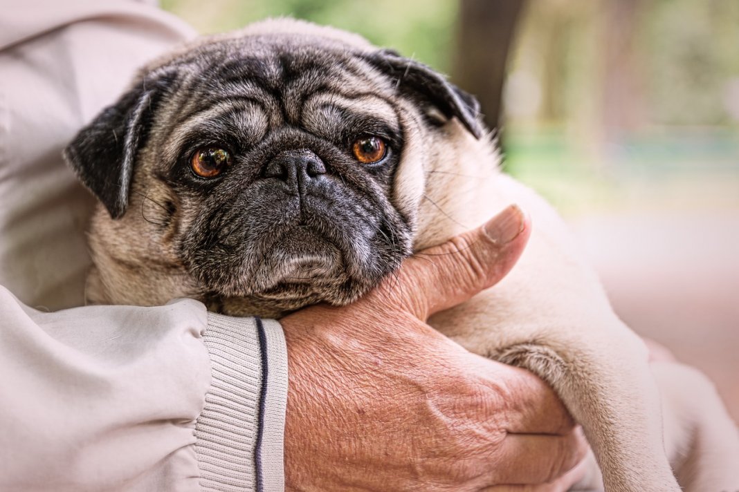 Veterinários estimulam os apaixonados por cães a pararem de comprar pug e bulldogs