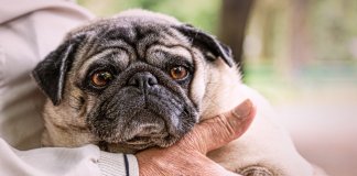 Veterinários estimulam os apaixonados por cães a pararem de comprar pug e bulldogs