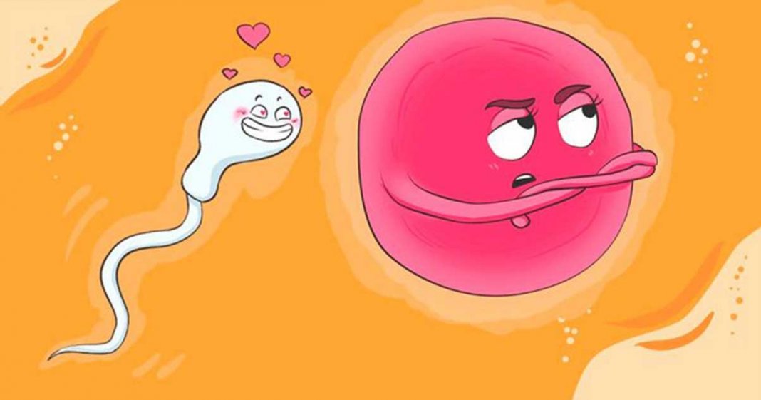 Você sabia que o óvulo escolhe o espermatozoide?