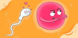 Você sabia que o óvulo escolhe o espermatozoide?