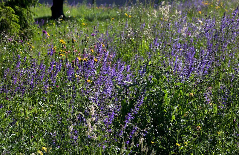 revistasaberesaude.com - Uma libélula pode comer centenas de mosquitos por dia. Mantenha essas plantas no seu quintal para atrair libélulas!