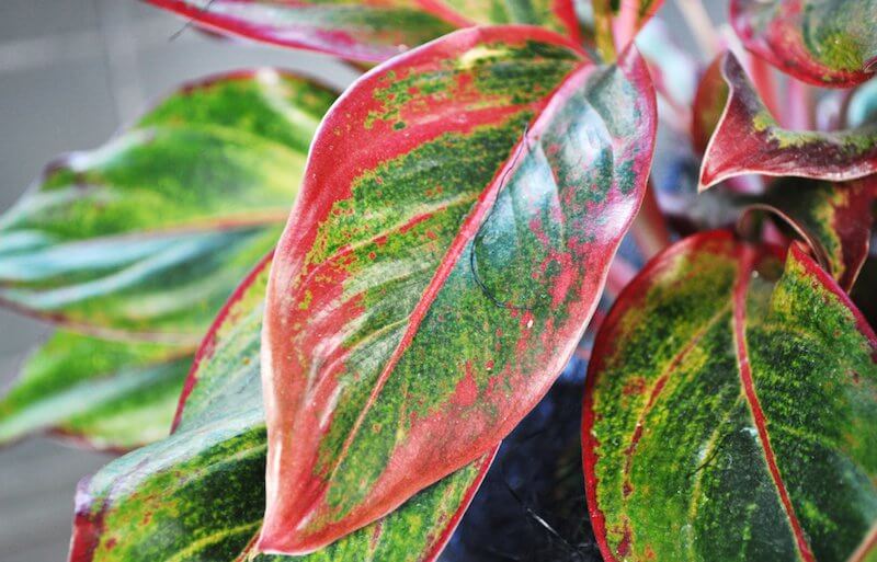 revistasaberesaude.com - Essas plantas são bombas de oxigênio e limpam o ar em sua casa