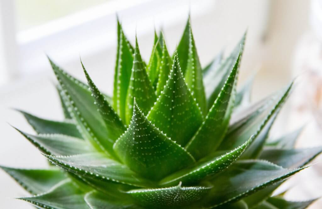 Aloe Vera - Essas plantas são bombas de oxigênio e limpam o ar em sua casa