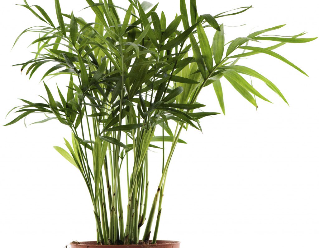 revistasaberesaude.com - Essas plantas são bombas de oxigênio e limpam o ar em sua casa