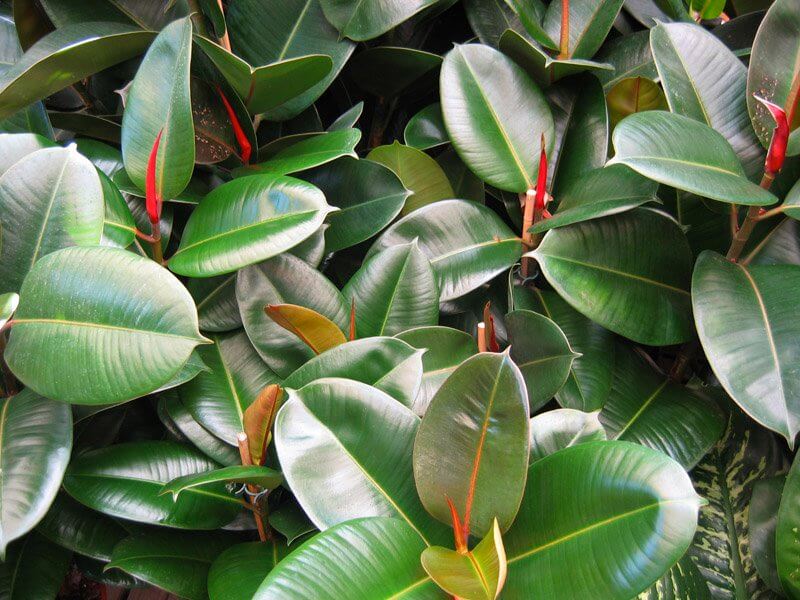 Ficus elastica - Essas plantas são bombas de oxigênio e limpam o ar em sua casa