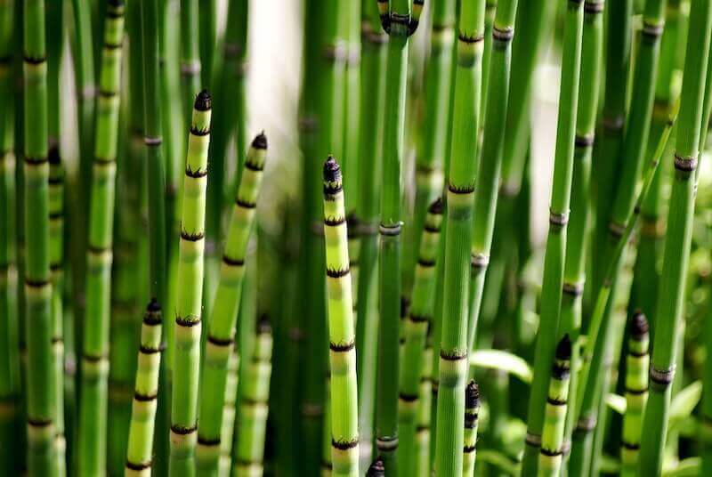 revistasaberesaude.com - Uma libélula pode comer centenas de mosquitos por dia. Mantenha essas plantas no seu quintal para atrair libélulas!