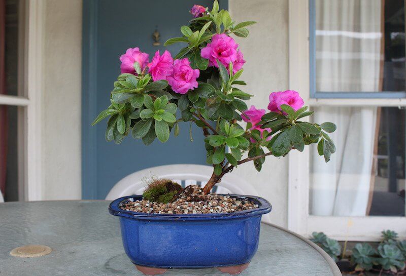 revistasaberesaude.com - Essas plantas são bombas de oxigênio e limpam o ar em sua casa