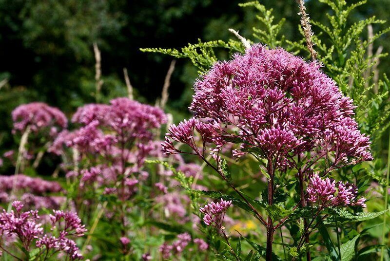 revistasaberesaude.com - Uma libélula pode comer centenas de mosquitos por dia. Mantenha essas plantas no seu quintal para atrair libélulas!