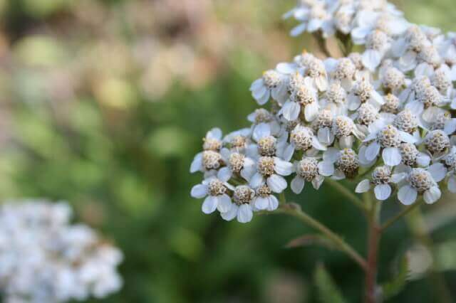 revistasaberesaude.com - Uma libélula pode comer centenas de mosquitos por dia. Mantenha essas plantas no seu quintal para atrair libélulas!