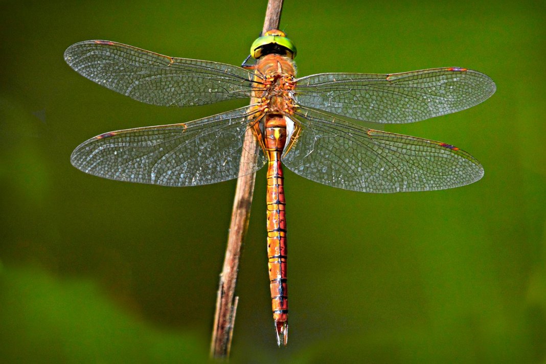 Uma libélula pode comer centenas de mosquitos por dia. Mantenha essas plantas no seu quintal para atrair libélulas!