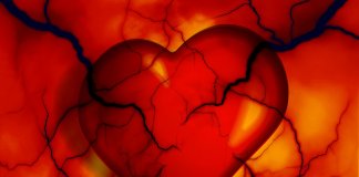 Nova célula descoberta que pode revolucionar o tratamento da doença cardíaca