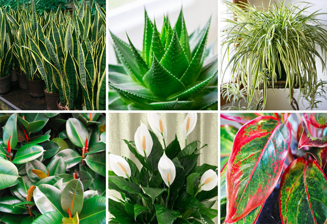 Essas plantas são bombas de oxigênio e limpam o ar em sua casa