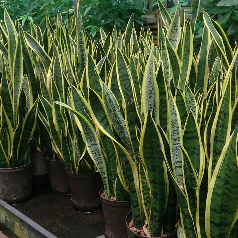 revistasaberesaude.com - Essas plantas são bombas de oxigênio e limpam o ar em sua casa