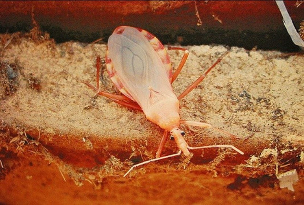 Alimentos contaminados são causa de surtos da doença de Chagas