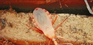 Alimentos contaminados são causa de surtos da doença de Chagas