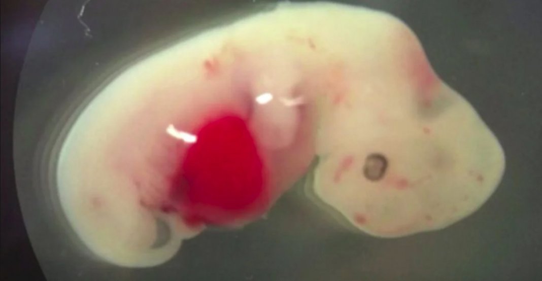 Japão aprova experimentos combinando DNA  humano com embriões de animais