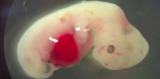 Japão aprova experimentos combinando DNA  humano com embriões de animais
