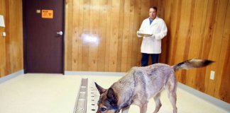 Cães podem farejar câncer no sangue com precisão de quase 97%, mostra estudo