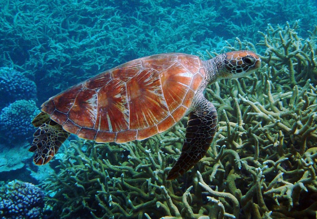 Acidificação dos oceanos pode extinguir animais marinhos