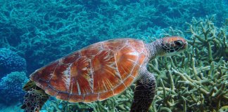 Acidificação dos oceanos pode extinguir animais marinhos