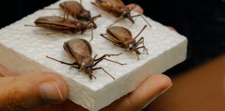 Remédio para Alzheimer também tem efeito contra doença de Chagas