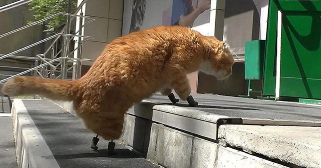 Com as 4 patinhas amputadas, gato ganha nova vida ao ser o primeiro do mundo a receber 4 próteses