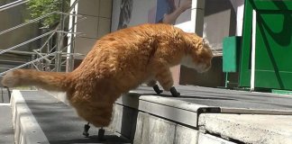 Com as 4 patinhas amputadas, gato ganha nova vida ao ser o primeiro do mundo a receber 4 próteses