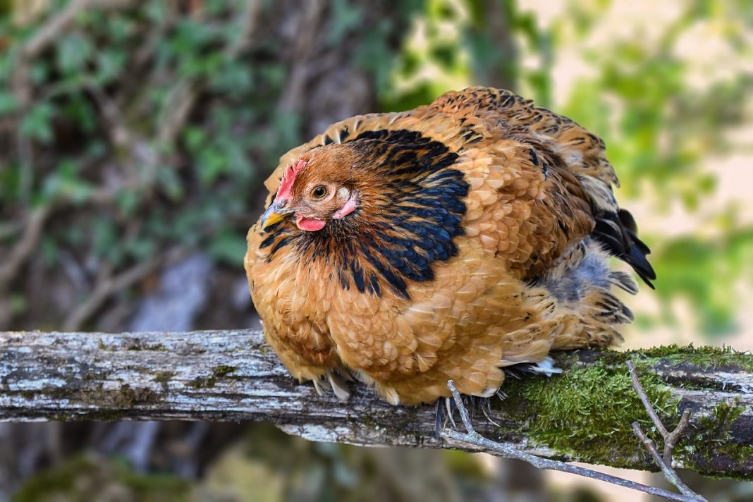 China registra surto de gripe aviária em meio à crise do coronavírus