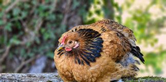 China registra surto de gripe aviária em meio à crise do coronavírus
