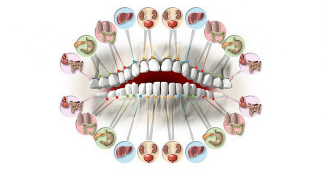 Cada dente está associado a um órgão do corpo – a dor em cada dente pode   indicar problemas em certos órgãos