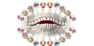 Cada dente está associado a um órgão do corpo – a dor em cada dente pode   indicar problemas em certos órgãos