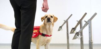 Cães para detectar o coronavírus, mesmo em pessoas assintomáticas: treinamento começa na Inglaterra