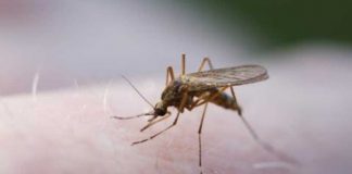 Cientistas quenianos descobrem micróbio natural que interrompe completamente a malária em mosquitos