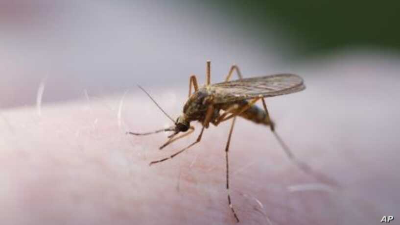 Cientistas quenianos descobrem micróbio natural que interrompe completamente a malária em mosquitos