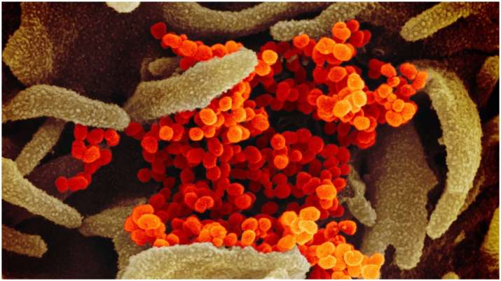 Coronavírus infecta células do intestino: amostras de fezes podem ser usadas para testar vírus