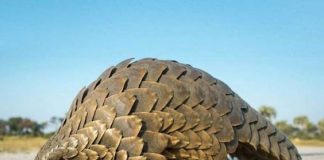 Os pangolins podem possuir vantagem evolutiva contra o coronavírus