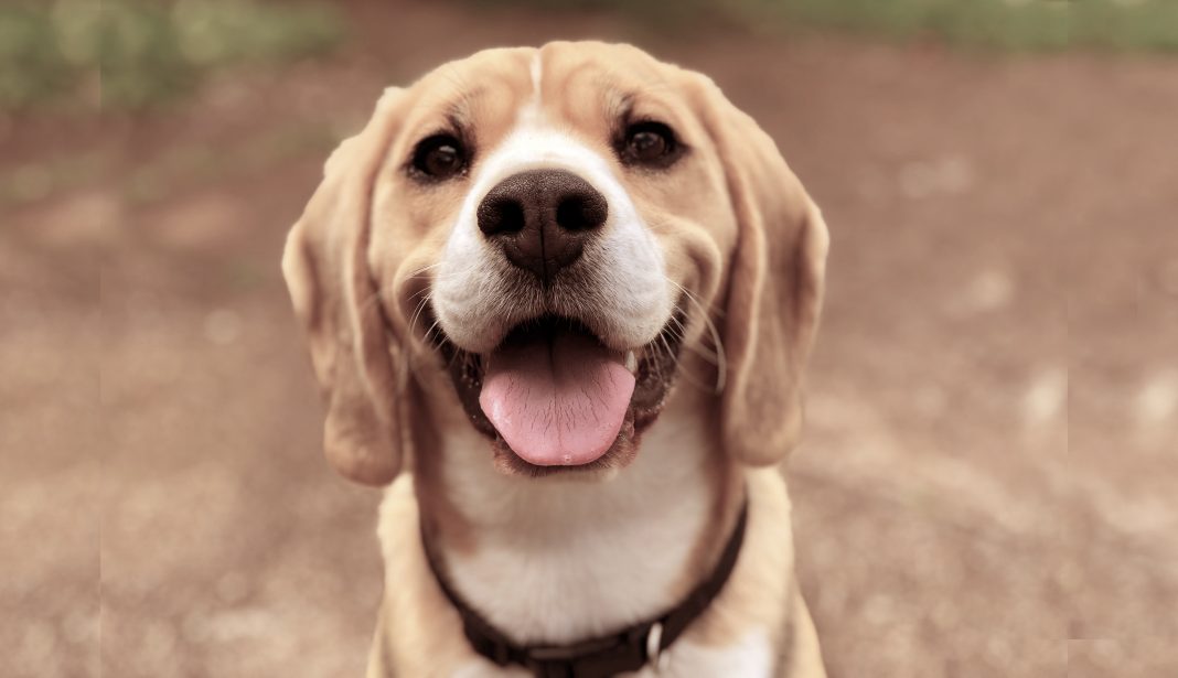 Cães estão sendo treinados com sucesso para farejar COVID-19 em amostras de suor humano