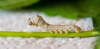 Cientistas usam casulo do bicho-da-seda para reduzir custo de enxerto ósseo