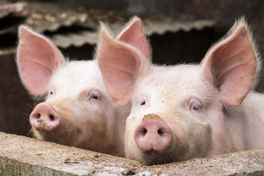 O novo vírus chinês potencialmente pandêmico nos obriga a repensar imediatamente a agropecuária intensiva