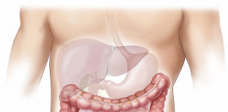 Dieta rica em gordura com uso de antibióticos ligada à inflamação intestinal