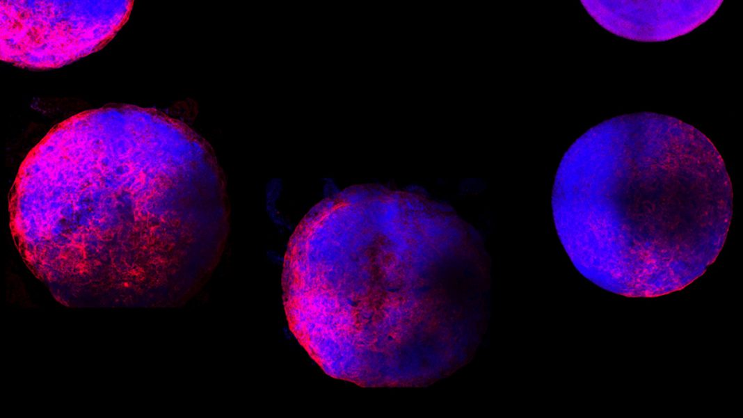 Cientistas criam mini corações humanos a partir de células-tronco