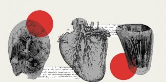 Cientistas descobrem a função das fibras do coração ilustradas pela primeira vez por Leonardo Da Vinci
