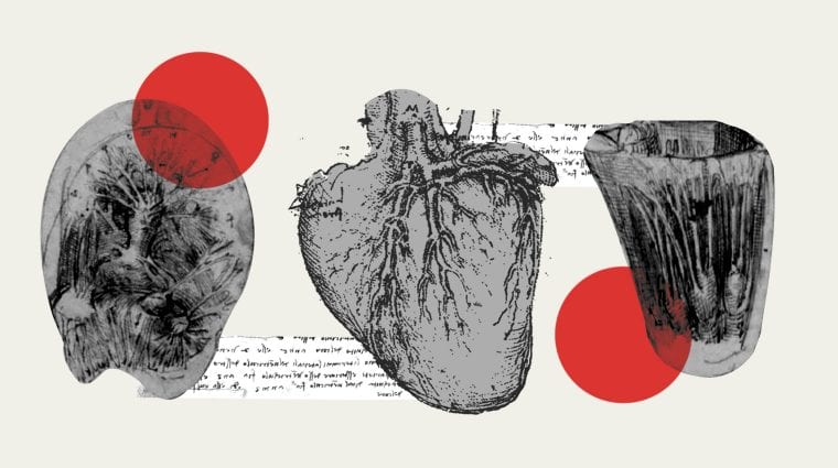 Cientistas descobrem a função das fibras do coração ilustradas pela primeira vez por Leonardo Da Vinci