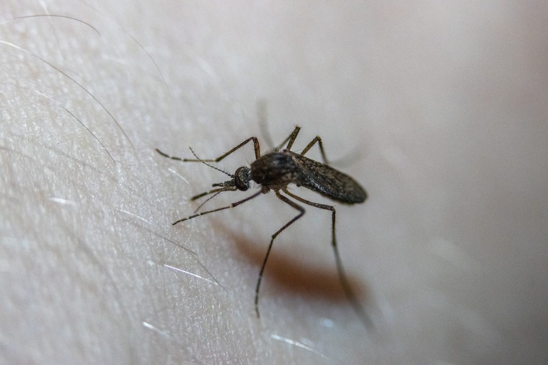 Síndrome de Skeeter – é uma condição rara que o torna alérgico a picadas de mosquito – eis como saber se você a tem