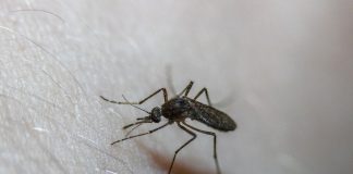 Síndrome de Skeeter – é uma condição rara que o torna alérgico a picadas de mosquito – eis como saber se você a tem