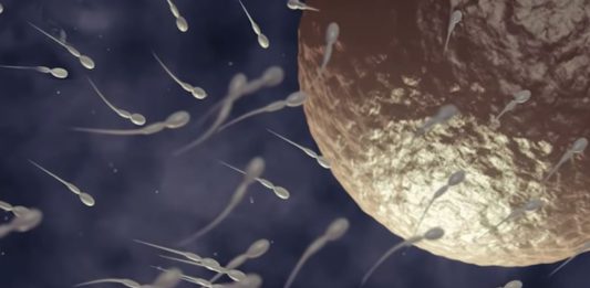 Achávamos que sabíamos como o espermatozoide nadava, mas era apenas uma ilusão de ótica