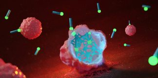 Teias de fibras moleculares matam as células cancerosas de dentro para fora