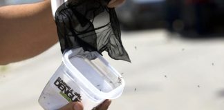 Mosquitos “contaminados” com bactérias naturais perdem a capacidade de transmitir a dengue